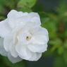 薔薇