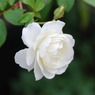 薔薇