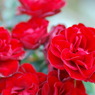 スプレー咲き薔薇