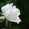 薔薇