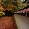 紅葉の絨毯。