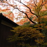 殿ヶ谷戸庭園9