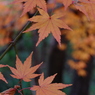 紅葉5 2018 FUJIFILM X20