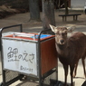 鹿もたべます