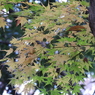 もみじ3