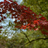 代々木公園_07