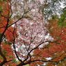 皇居東御苑_01