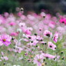 朧花