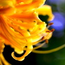 last‐Lycoris radiata