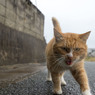 雨だにゃ～～
