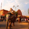 Scribbled elephant
