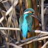 カワセミ