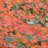 紅葉1