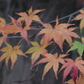 紅葉2