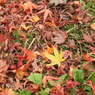 紅葉3