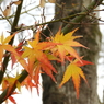 紅葉4