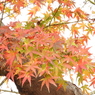 紅葉5