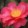 山茶花2