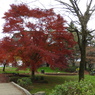 紅葉6