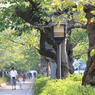 147 鶴岡八幡宮