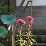070 円覚寺
