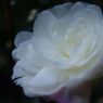 寒冷　山茶花　Ⅱ