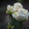極月の薔薇