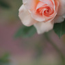 極月の薔薇