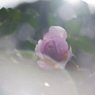 極月の薔薇