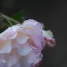 極月の薔薇