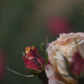 極月の薔薇