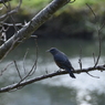 初めての野鳥