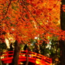 小石川後楽園の紅葉2