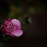極月の薔薇