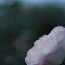 極月の薔薇