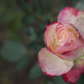 極月の薔薇