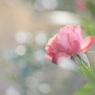極月の薔薇