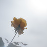 極月の薔薇