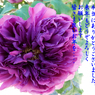 年末のご挨拶6