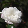 寒冷　山茶花
