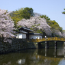 桜　大手門一の橋