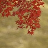 十二月紅葉