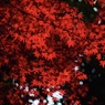 十二月紅