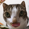 うり坊風
