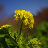 初春　菜の花