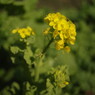 初春　菜の花　Ⅱ