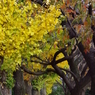 谷保第三公園　銀杏と桜の紅葉トンネル