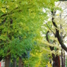 谷保第三公園　紅葉した銀杏並木