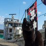 おめでと、クロちゃん
