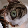 猫息子。